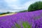 Rainbow lavander flower, colorful flower field and blue skyÂ 